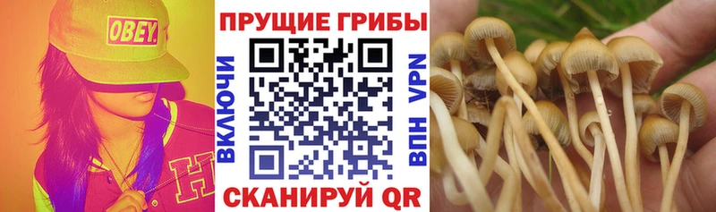 Галлюциногенные грибы Psilocybe  блэк спрут ссылки  Коммунар 
